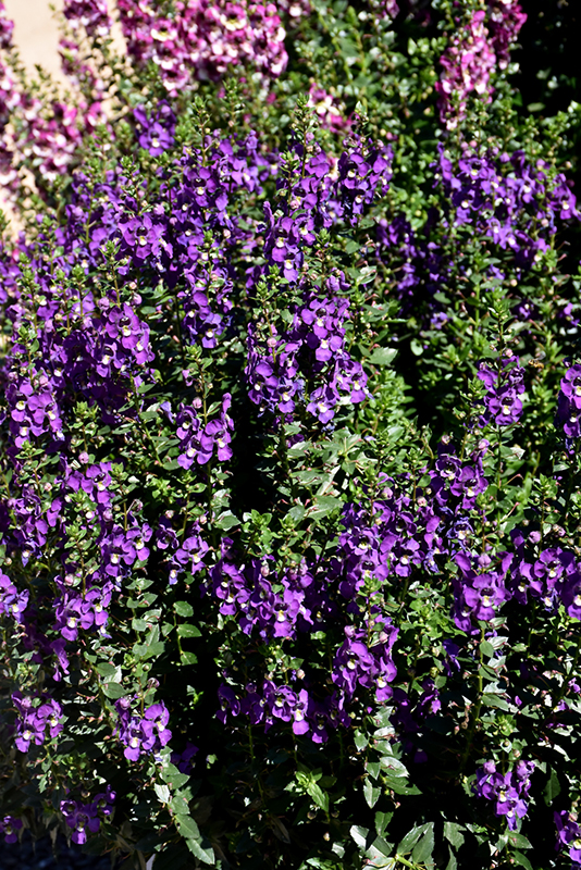 Archangel Purple Angelonia (Angelonia angustifolia 'Balarcpurpi') at Hoffmann Hillermann Nursery & Florist