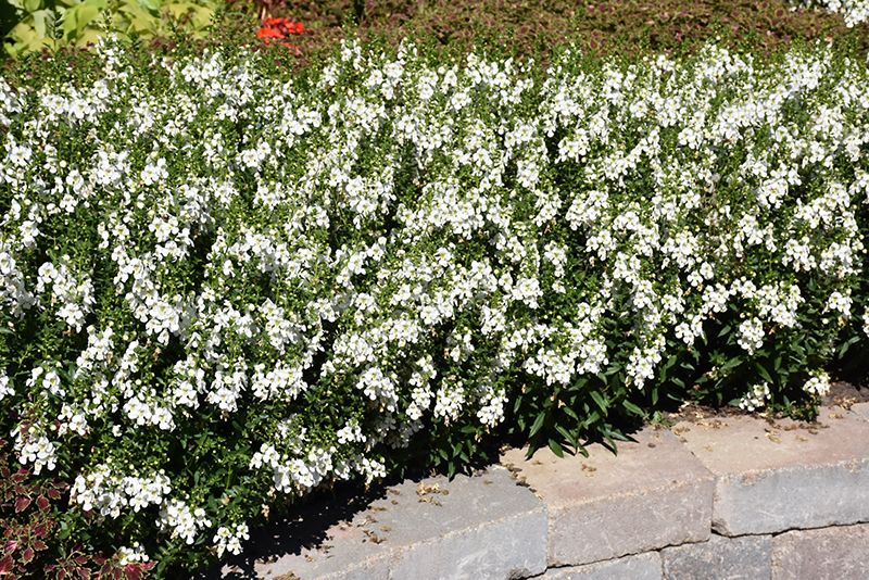 Archangel White Angelonia (Angelonia angustifolia 'Balarcwite') at Hoffmann Hillermann Nursery & Florist