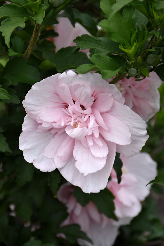 Pink Chiffon Rose of Sharon (Hibiscus syriacus 'JWNWOOD4') at Hoffmann Hillermann Nursery & Florist