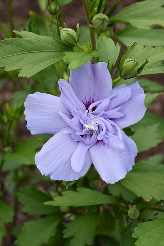 Blue Chiffon Rose of Sharon (Hibiscus syriacus 'Notwoodthree') at Hoffmann Hillermann Nursery & Florist