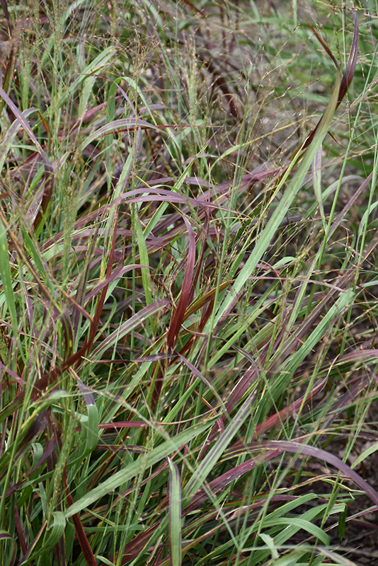 Ruby Ribbons Switch Grass (Panicum virgatum 'Ruby Ribbons') at Hoffmann Hillermann Nursery & Florist