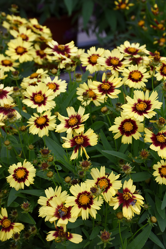 UpTick Yellow and Red Tickseed (Coreopsis 'Baluptowed') at Hoffmann Hillermann Nursery & Florist