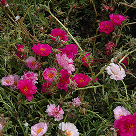 Plant Photo 9