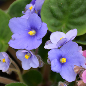 Rob S Twinkle Blue African Violet Saintpaulia Rob S Twinkle Blue In Washington Union Wildwood Pacific Sullivan Eureka Missouri Mo At Hillermann Nursery