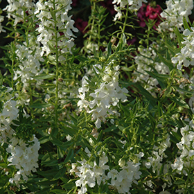 Carita White Angelonia Angelonia angustifolia Carita White in