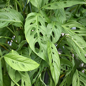 Plant Photo 10