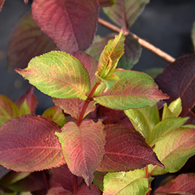 Plant Photo 1